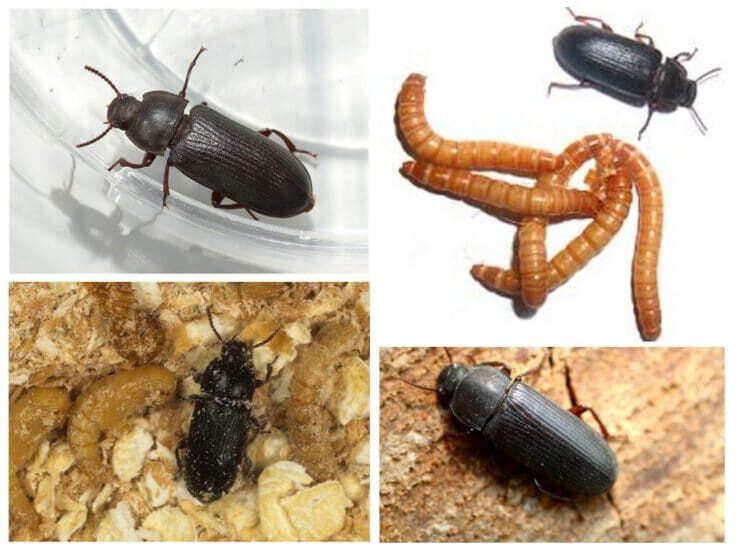 Насекомые на кухне: тараканы, жучки, муравьи, мучной хрущак и прочие