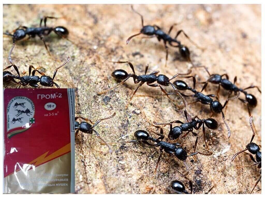 Способы борьбы с муравьями в теплице