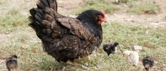 Как зарезать курицу или петуха: 4 способа убоя, как потрошить птицу правильно