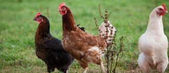 Как зарезать курицу или петуха: 4 способа убоя, как потрошить птицу правильно