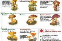 Виды ядовитых грибов