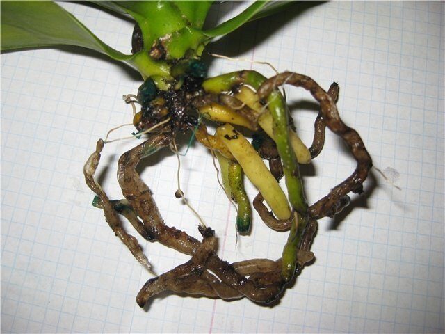 kornevaya-gnil-orhidei
