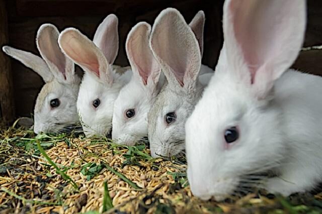 Зерносмесь для кроликов своими руками: как сделать полнорационный комбикорм – рецепты и пропорции