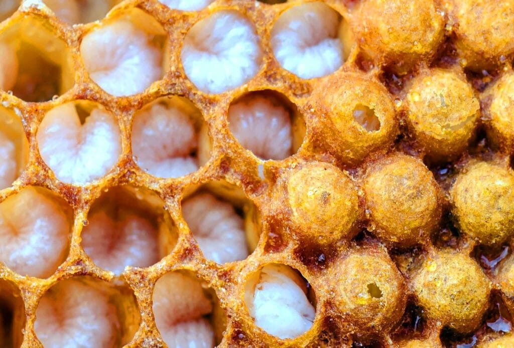 Личинки пчел