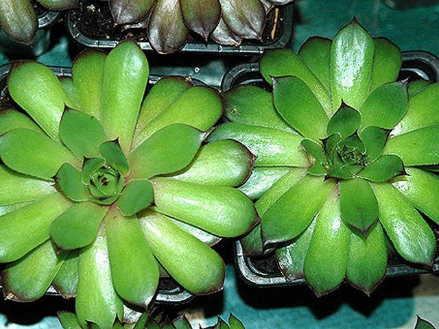 Молодило гибридное (Sempervivum x hybridum hort.)