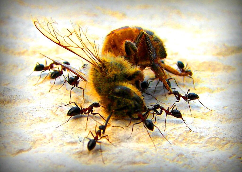 Муравьи - естественные враги пчел