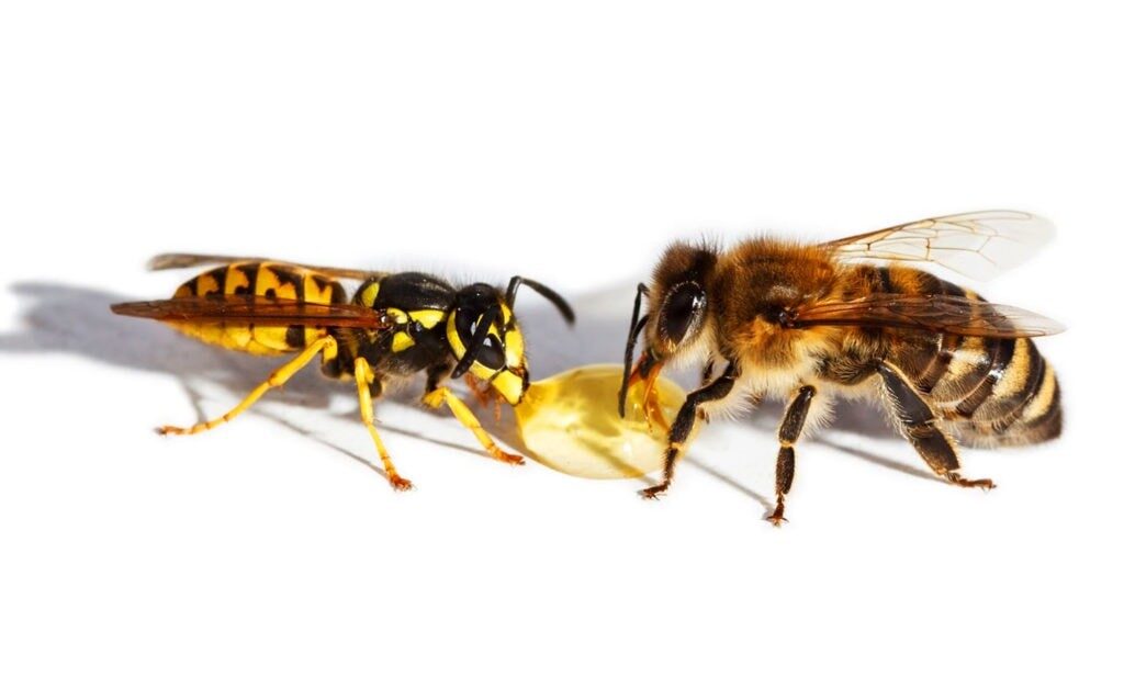 Сравнение осы и пчелы