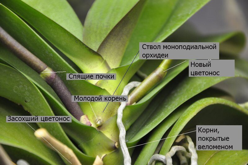 stroenie-monopodialnoy-orhidei