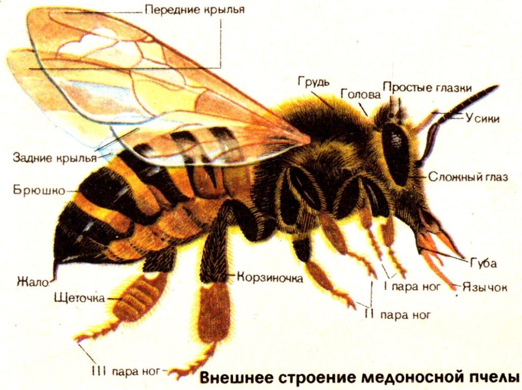 Внешнее строение пчелы