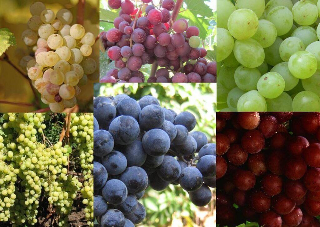 Виноградный плод это